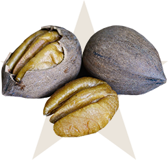 elliot pecan variety