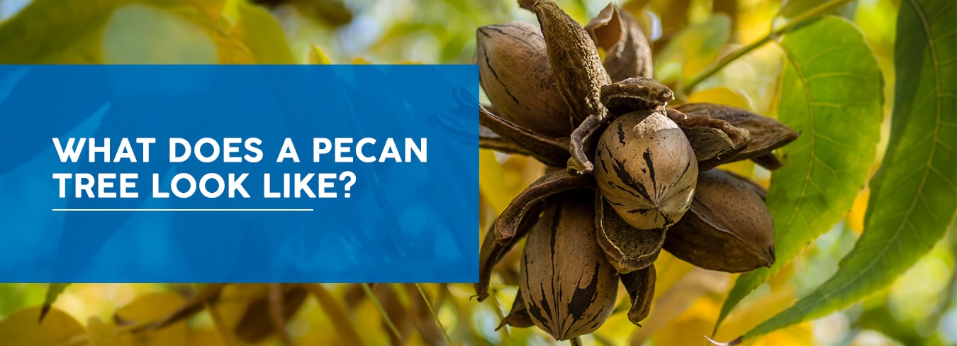pecan nuts hanging on a pecan tree