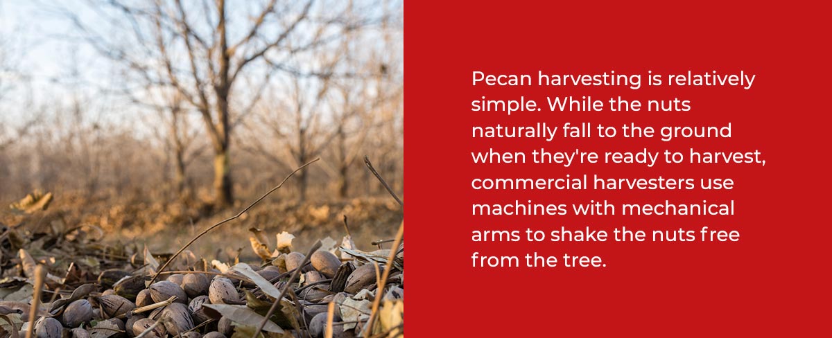 How to Harvest Pecans