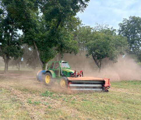 Harvesting Pecans