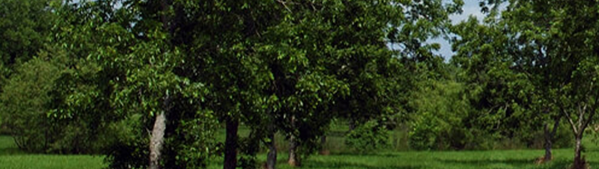 Pecan Trees in a Field