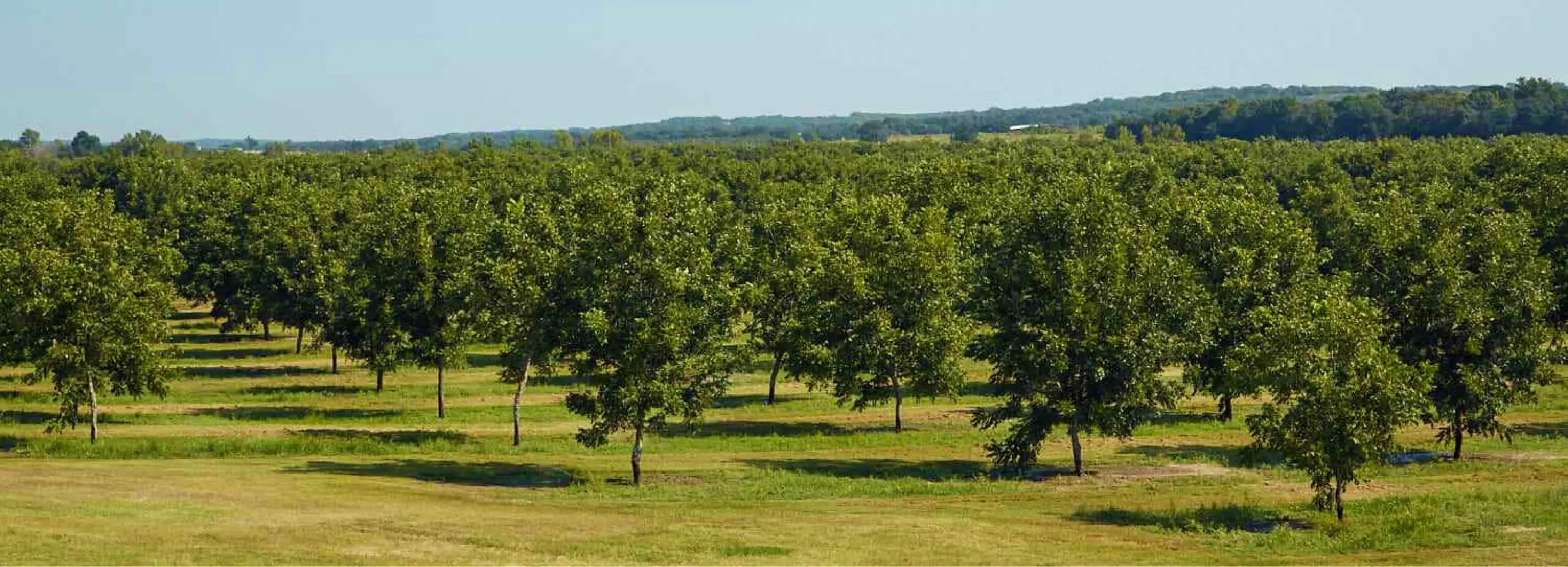 Field Full of Pecan Trees