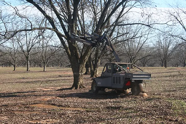Pecans Being Harvested by a Machine Reaching into Tree