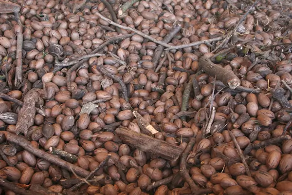 Large Batch of Pecans with Sticks and Twigs